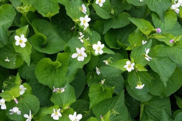 Canada violet
