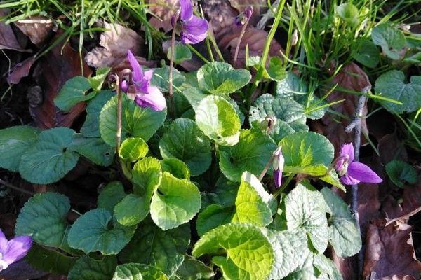Heath dog violet