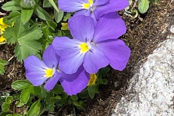 Viola cenisia