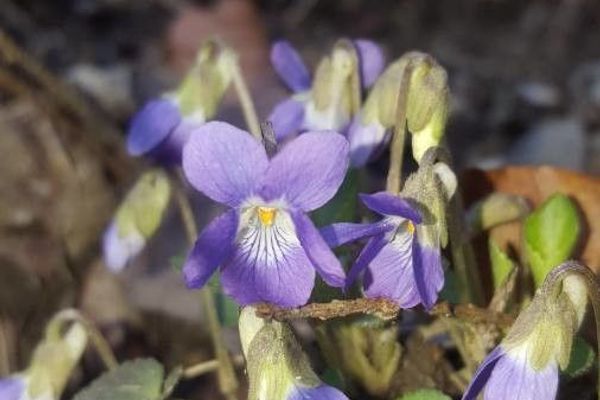Viola collina