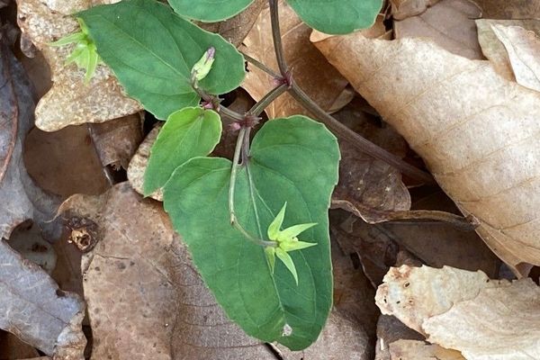 Spear-leaf violet