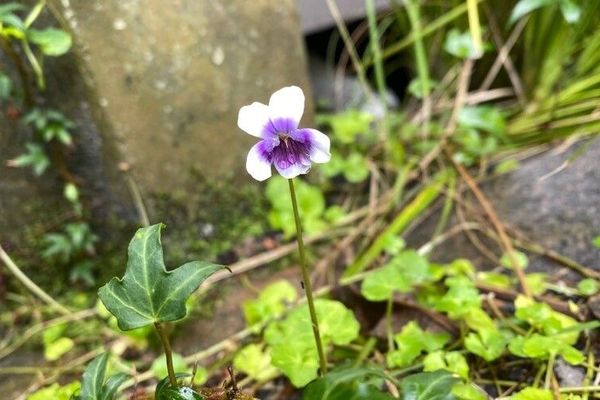 Australian violet