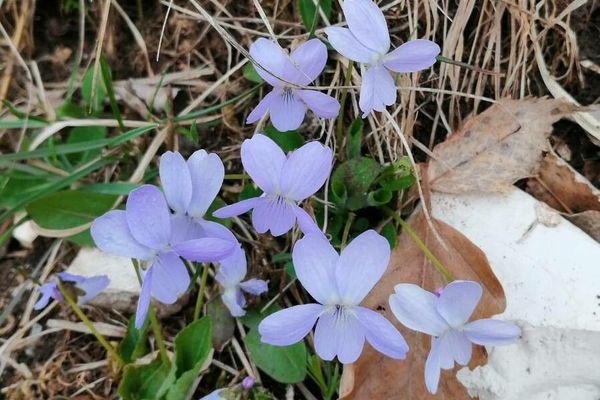 Hairy violet