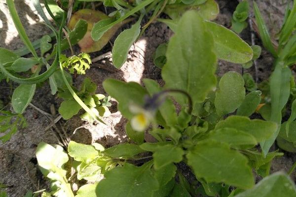 Dwarf pansy