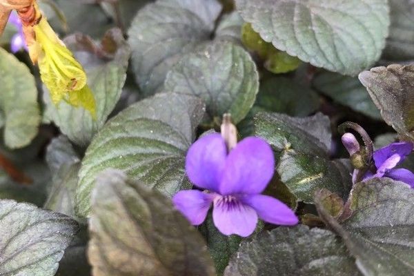 American dog violet
