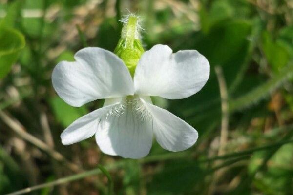 Pale dog violet