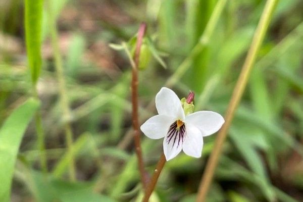 Bog white violet