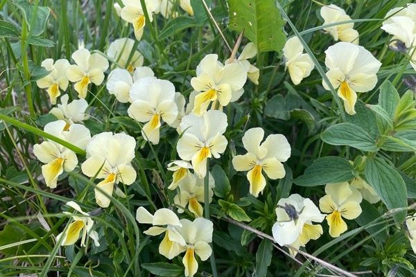 Mountain pansy