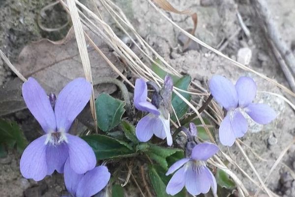 Garden violet