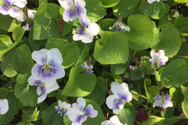 Alpine marsh violet