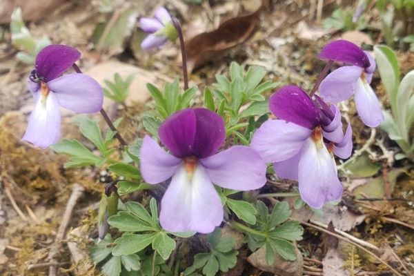 Bird-foot violet
