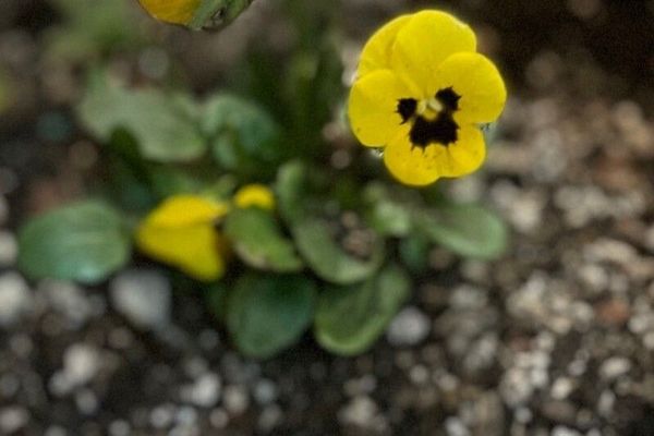 California golden violet