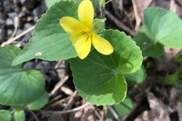 Smooth-yellow violet