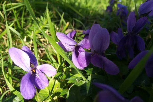 Pyrenean-violet