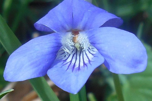 Early dog violet