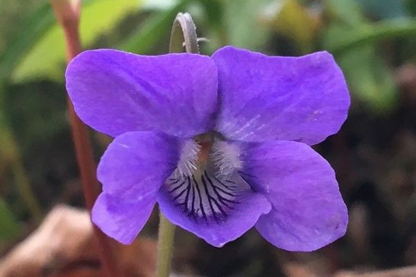 Wood violet