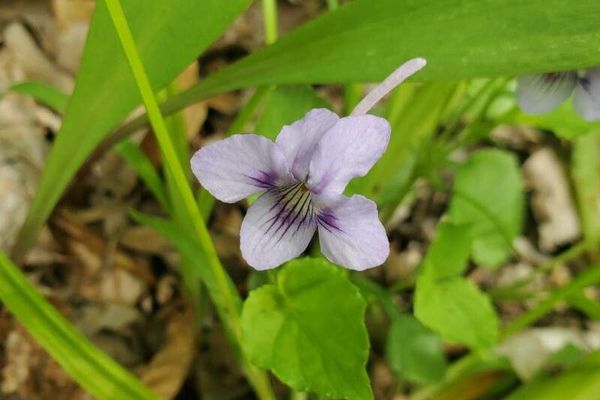 Long-spur violet