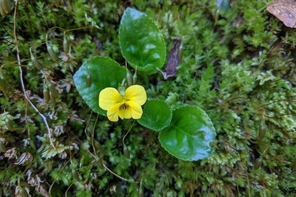 Early yellow violet
