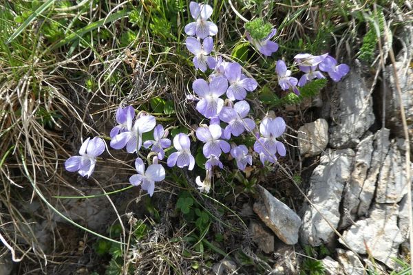 Teesdale violet