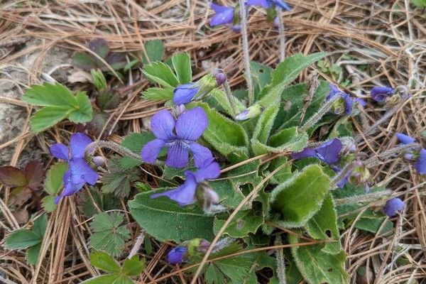 Fringed violet