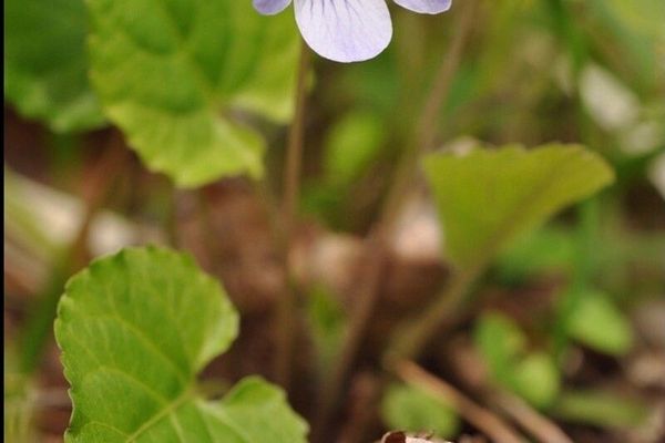 Selkirk's violet
