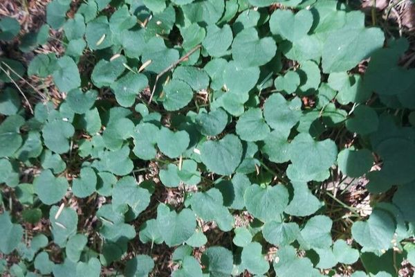 Evergreen violet