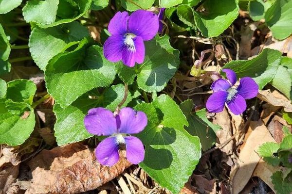 Violet
