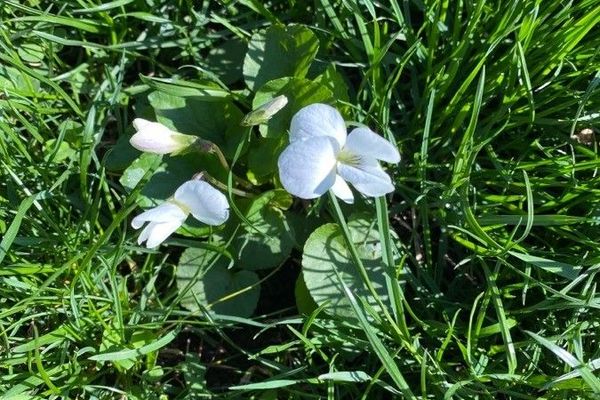 Striped violet