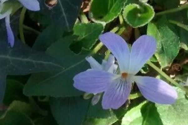 Russian violet