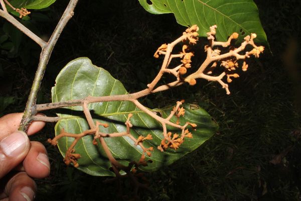 Red ucuuba