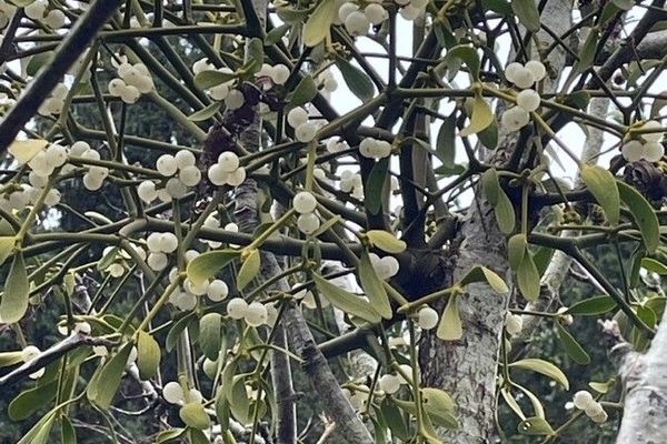 Mistletoe