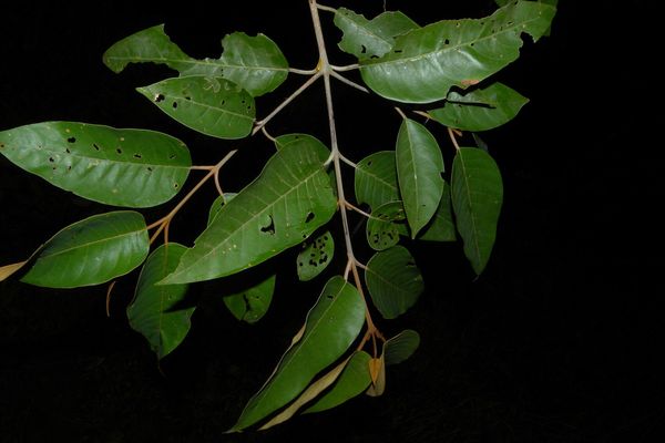 Vismia baccifera