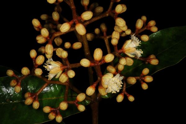 Vismia macrophylla
