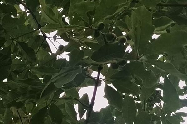 Black plum