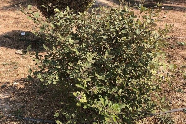 Indian three-leaf vitex