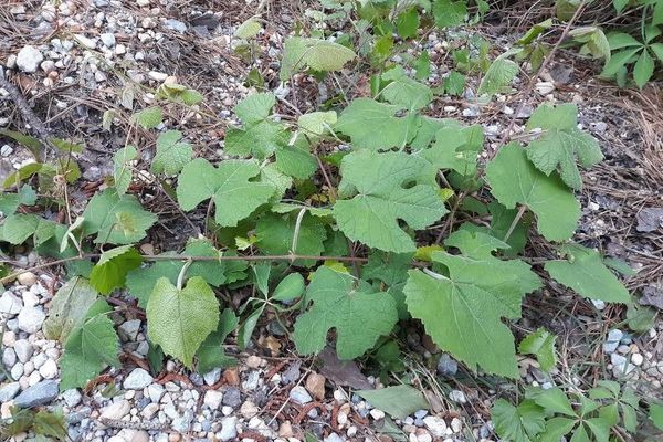 Cynthiana grape