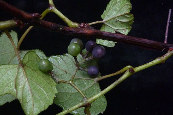 Creeping grape