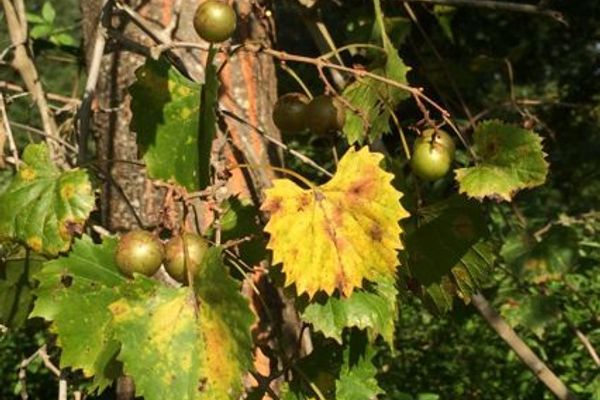 Muscadine grape