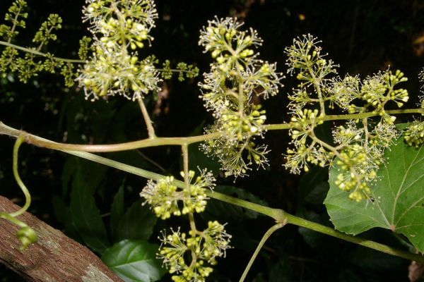 West indian grape