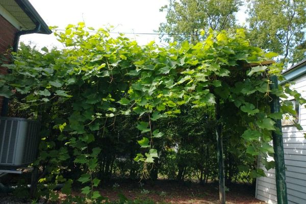 Frost grape