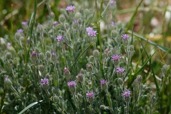 Purple fuzzweed