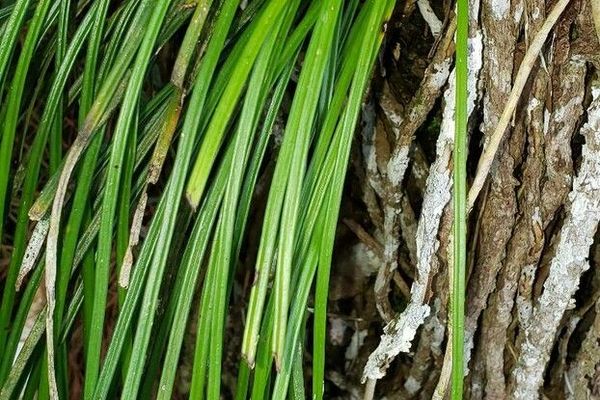 Grass fern