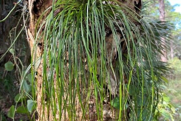 Shoestring fern