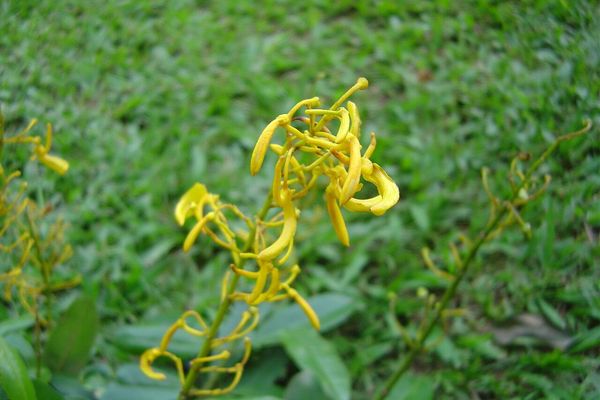 Vochysia tucanorum