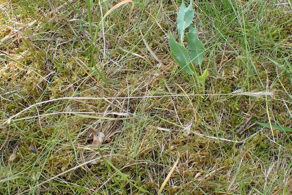 Brome fescue
