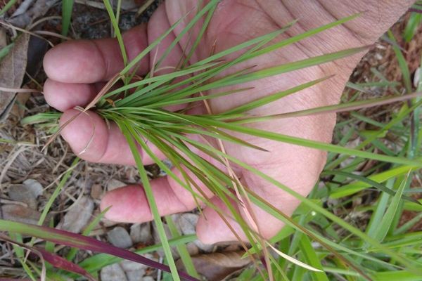Bearded fescue
