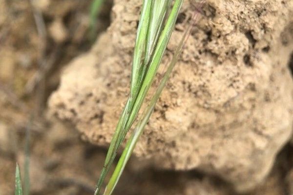 Bundled fescue