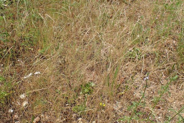 Annual fescue