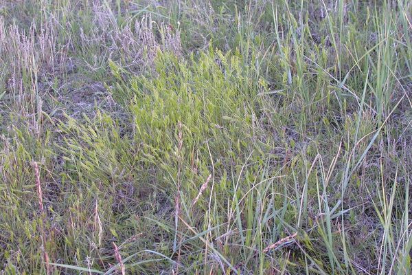 Six-weeks fescue