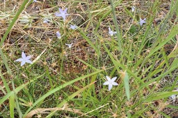 Wahlenbergia capillaris